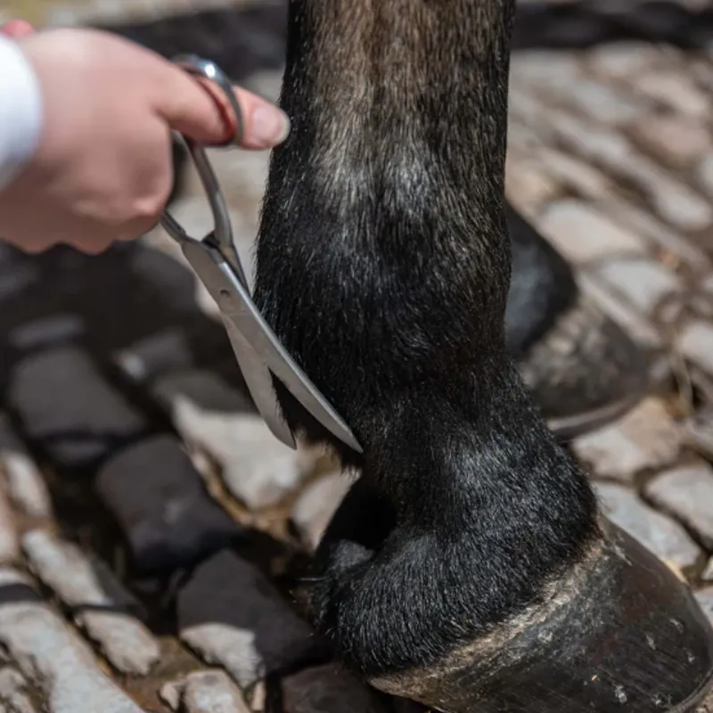 Smart Grooming - 8 Curved Fetlock Scissor